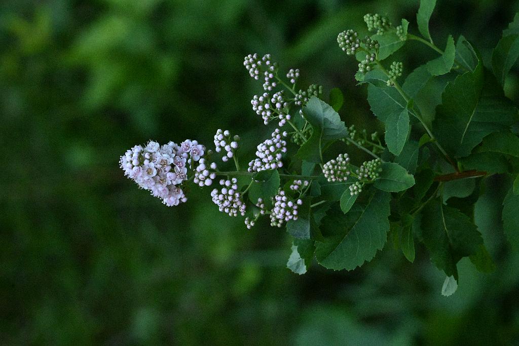2025-07229806 Wachusett Meadow, MA.JPG - Meadowsweet. Wachusett Meadow Wildlife Sanctuary, MA, 7-22-2025